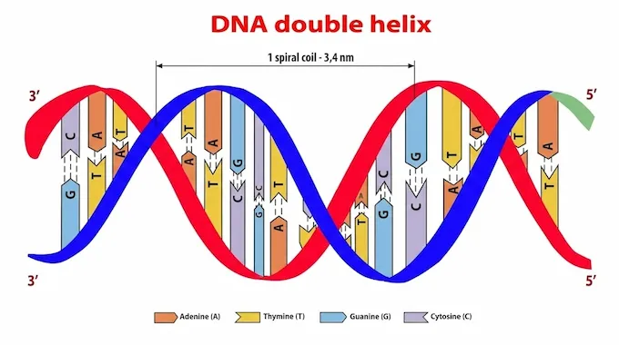 Diagram of a DNA double helix structure showing base pairs, representing the genetic sequence input used by AlphaFold to predict 3D protein shapes.