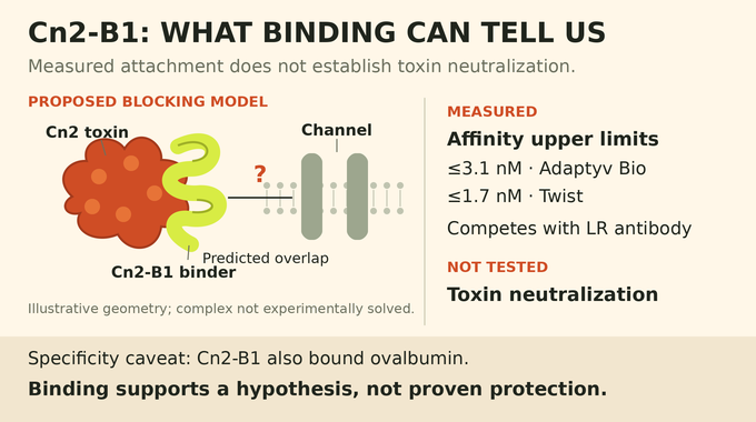 Claude Scorpion Toxin evidence for Cn2-B1: tight binding and antibody competition, with neutralization untested.