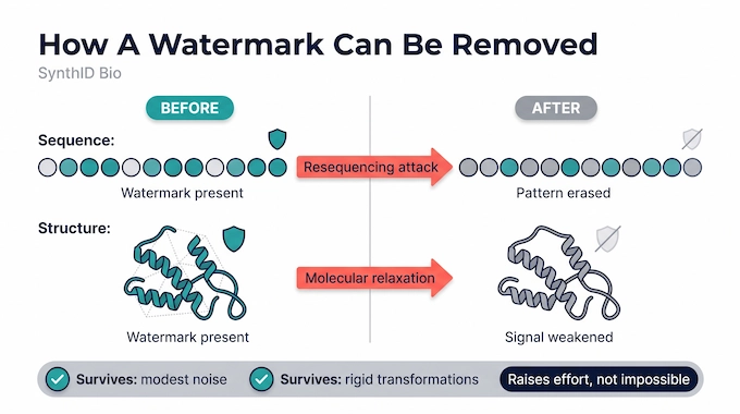 SynthID Bio infographic showing how resequencing and relaxation can weaken protein watermarks